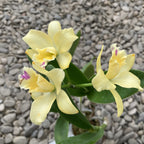 Cattleya Little Fairy 'Yellow Hydrangea' parfumata