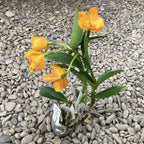Cattleya Little Fairy 'Yellow Hydrangea' parfumata