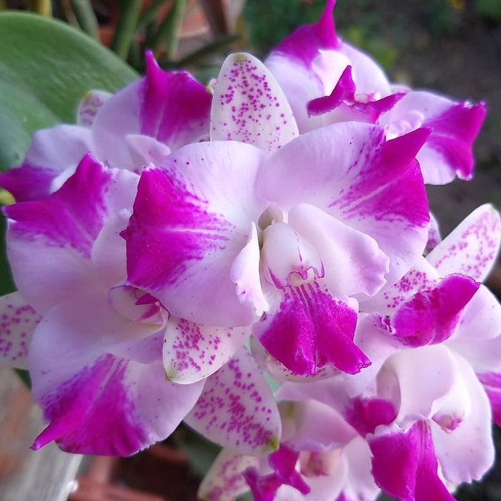 Cattleya Monte Elegante