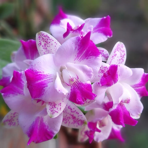 Cattleya Monte Elegante