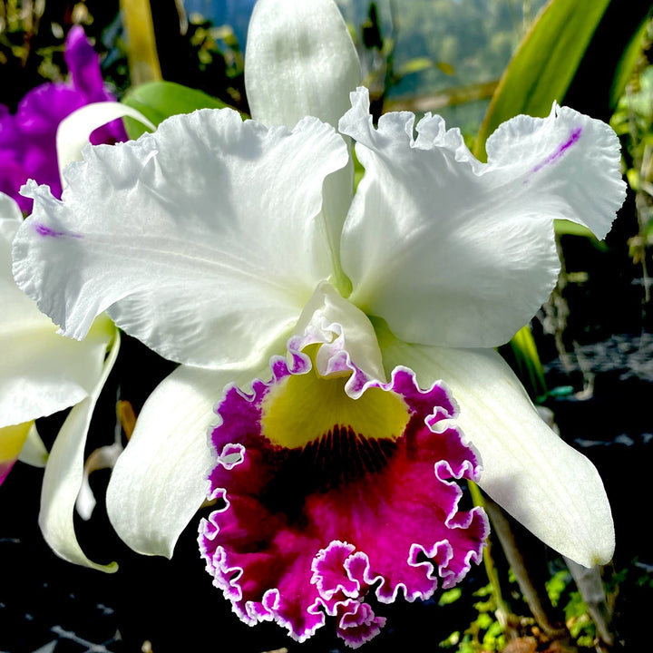 Cattleya Orglade's Grand