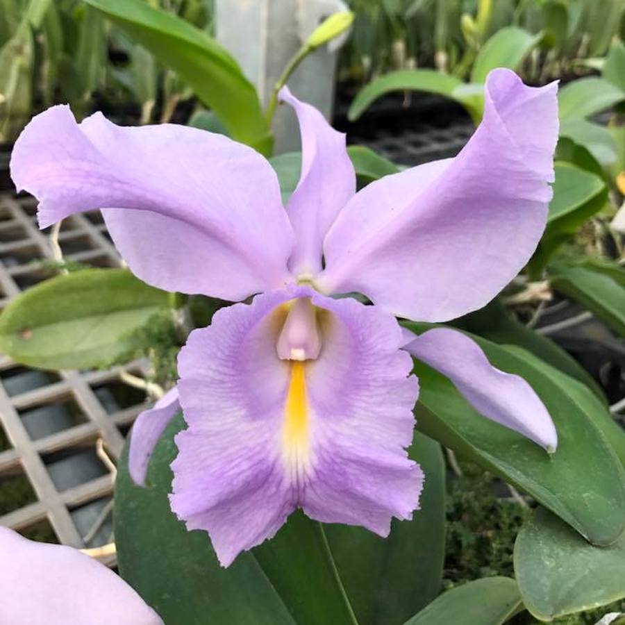 Cattleya Sea Breeze 'Blue Ribbon' HCC/AOS