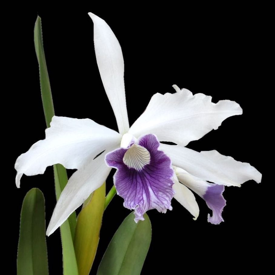 Cattleya (Laelia) purpurata var. werkhauseri *scented – Floraria Secret ...