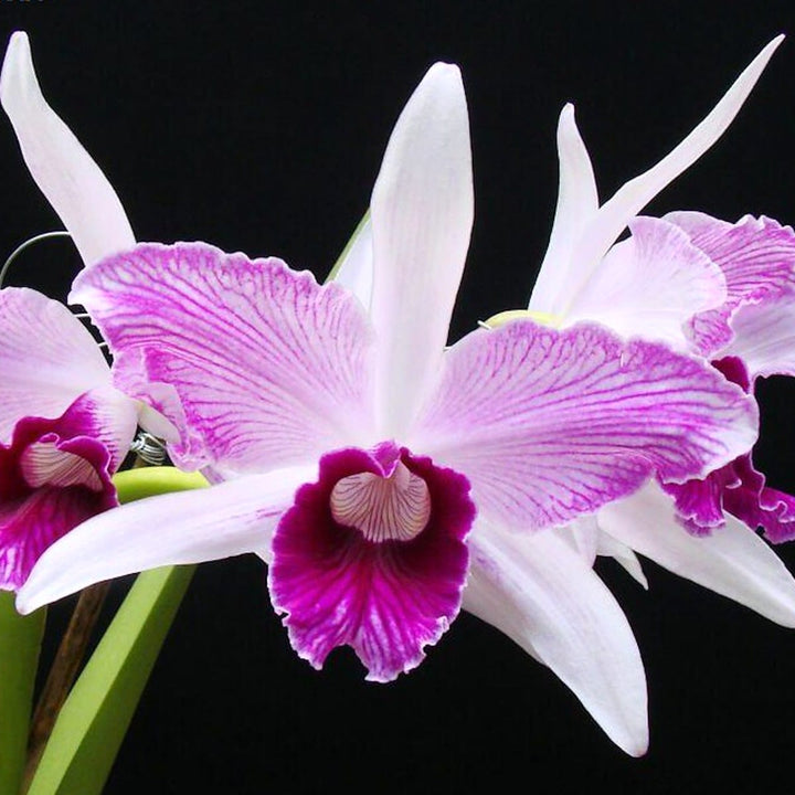 Cattleya (Laelia) purpurata var. striata