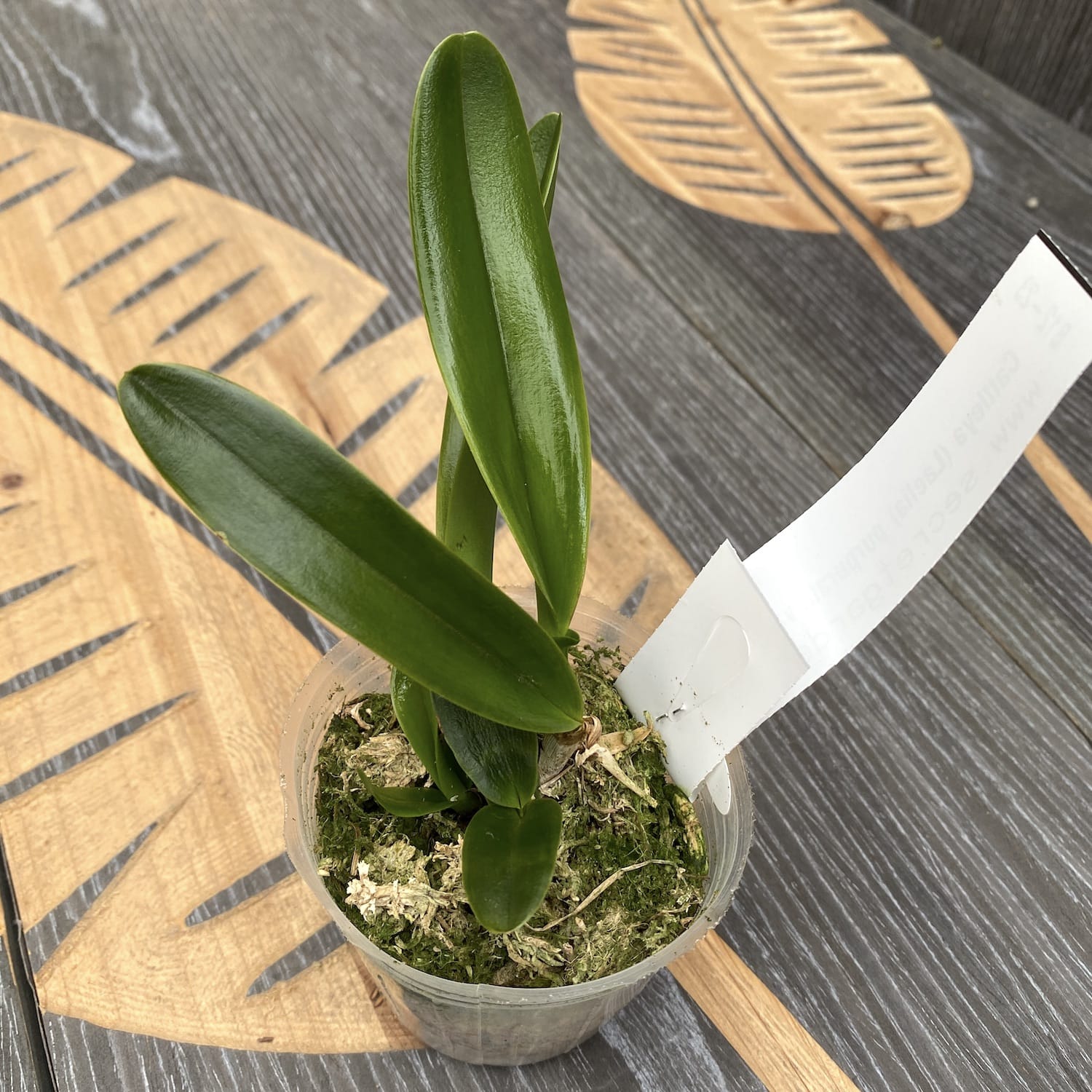 Cattleya (Laelia) purpurata var. werkhauseri