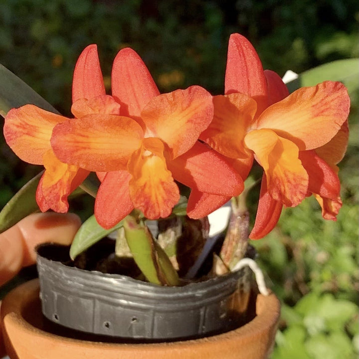 Cattleya Tangerine Fire 'Mini Sun'