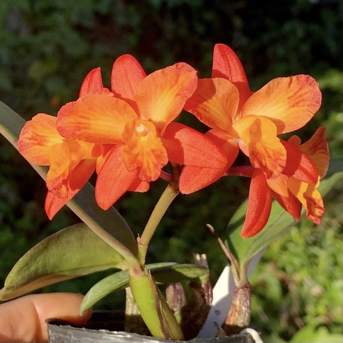 Cattleya Tangerine Fire 'Mini Sun'