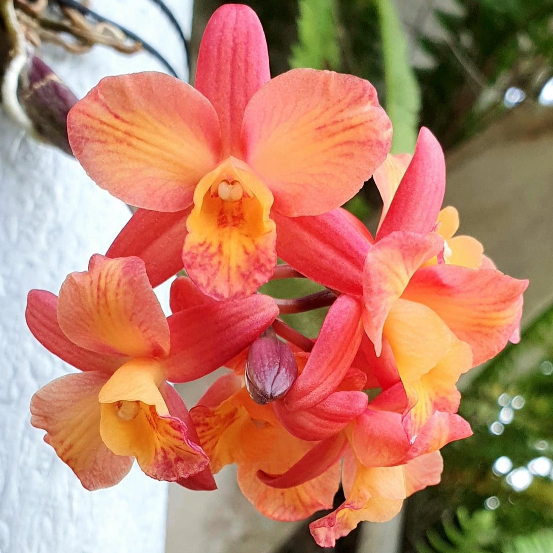 Cattleya Tangerine Fire 'Mini Sun'