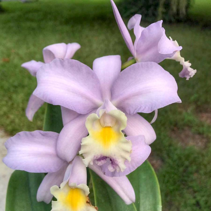 Cattleya Valentine 'Billy's Blue'