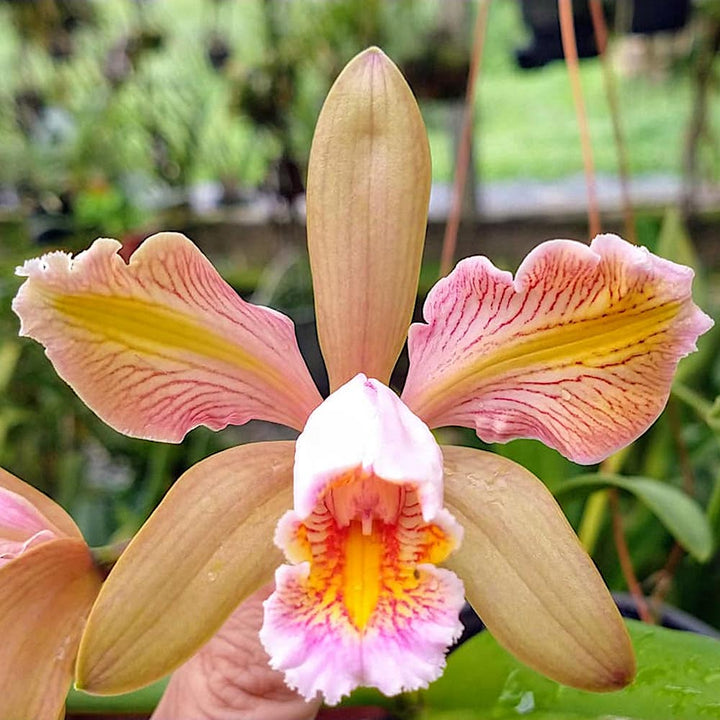 Cattleya forbesii