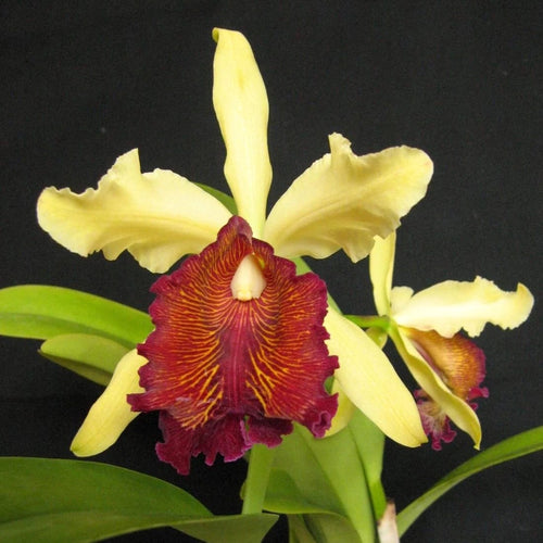 Cattleya dowiana - duftend  