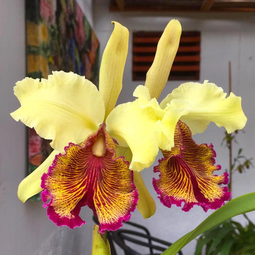 Cattleya dowiana - duftend  