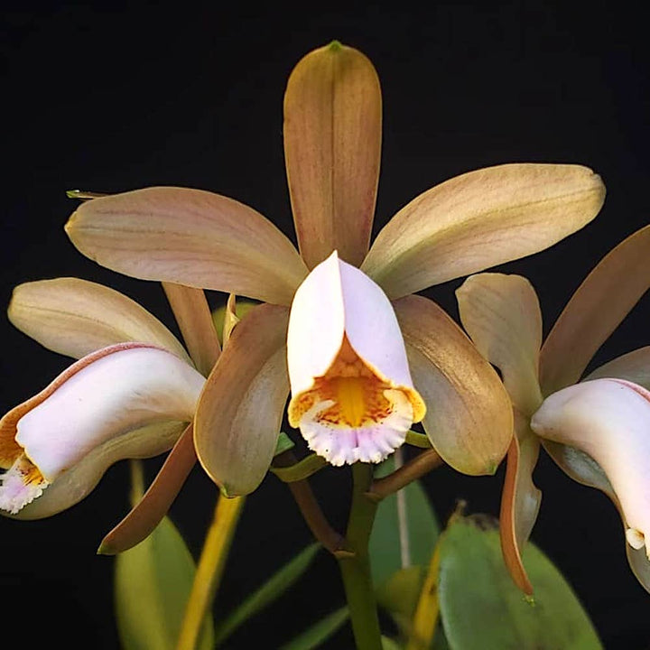 Cattleya forbesii