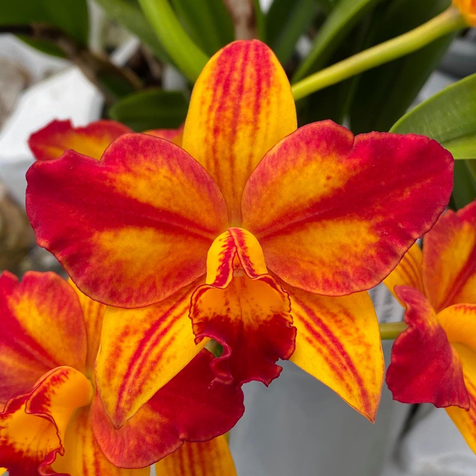 Ctt. Barefoot Mailman