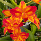 Ctt. Barefoot Mailman