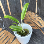 Cattlianthe Sagarik Wax 'African Beauty' - fragrant