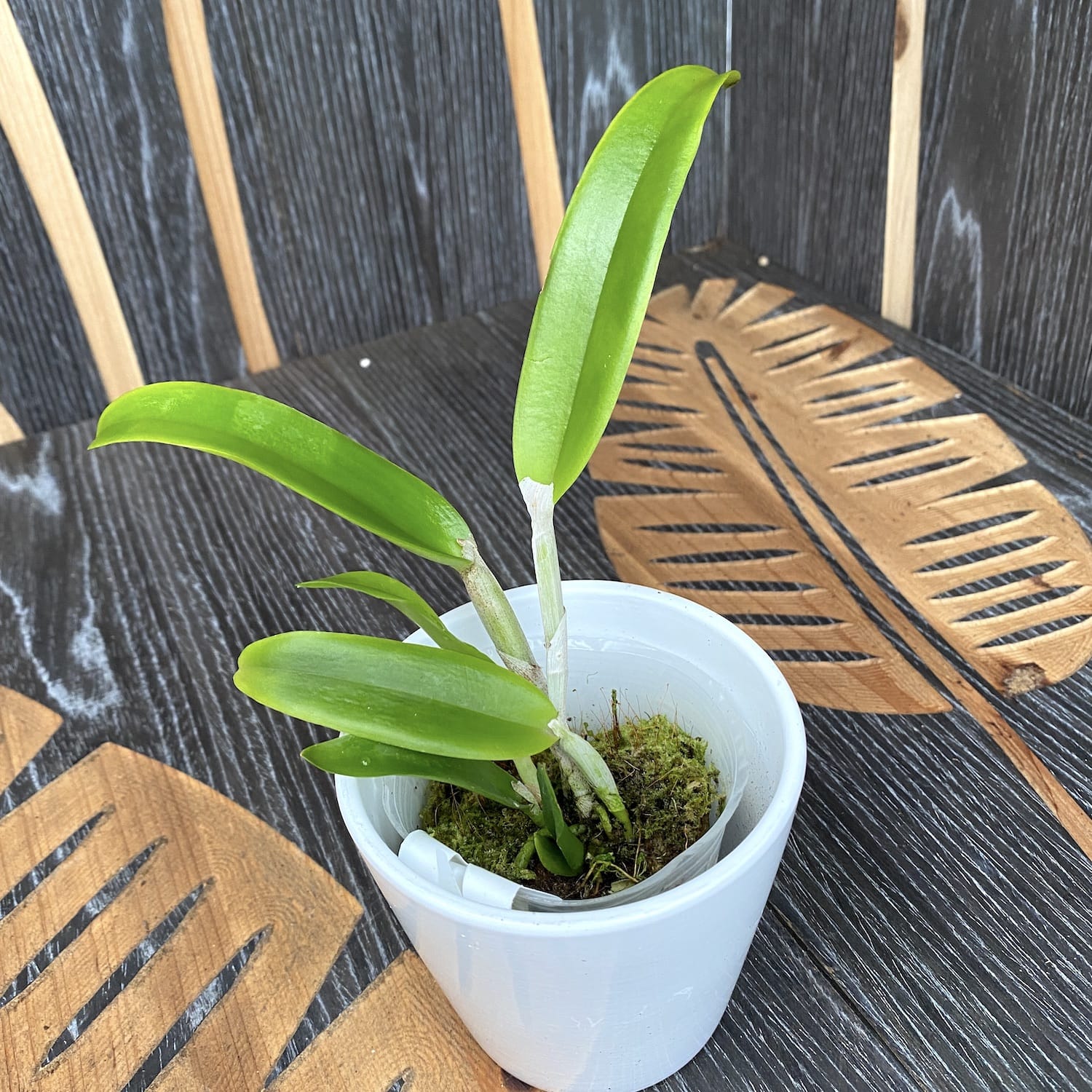 Cattlianthe Sagarik Wax 'African Beauty' - fragrant