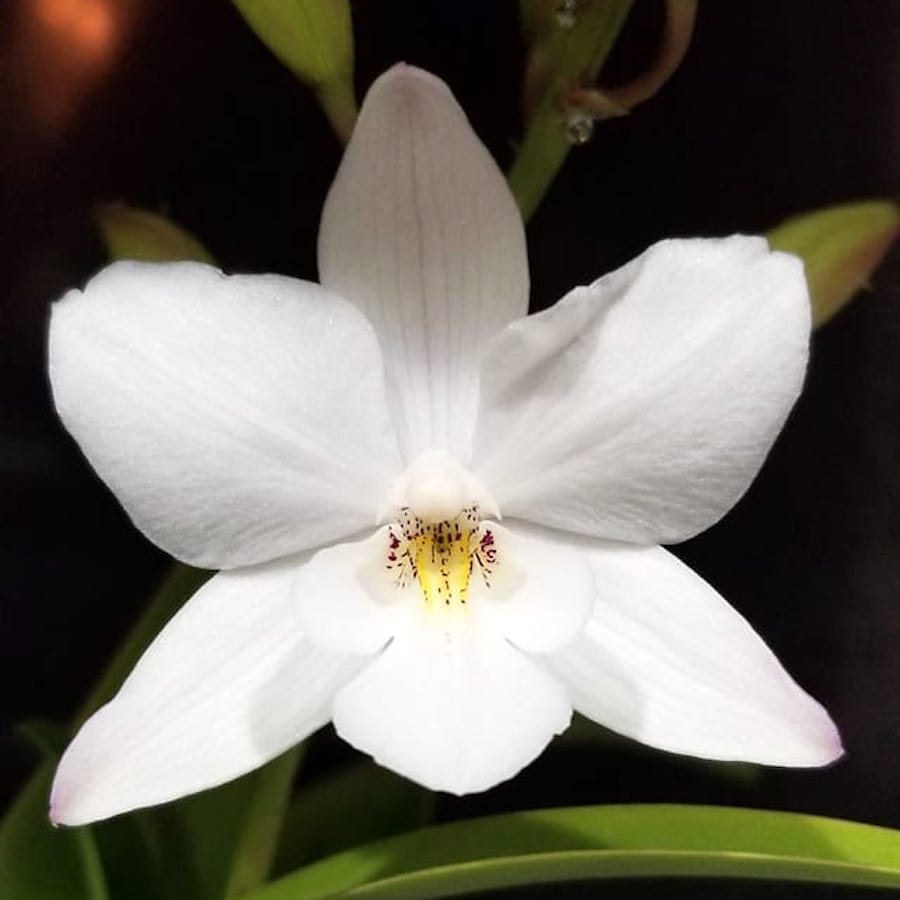 Caulaelia Snowflake 'Frosty'