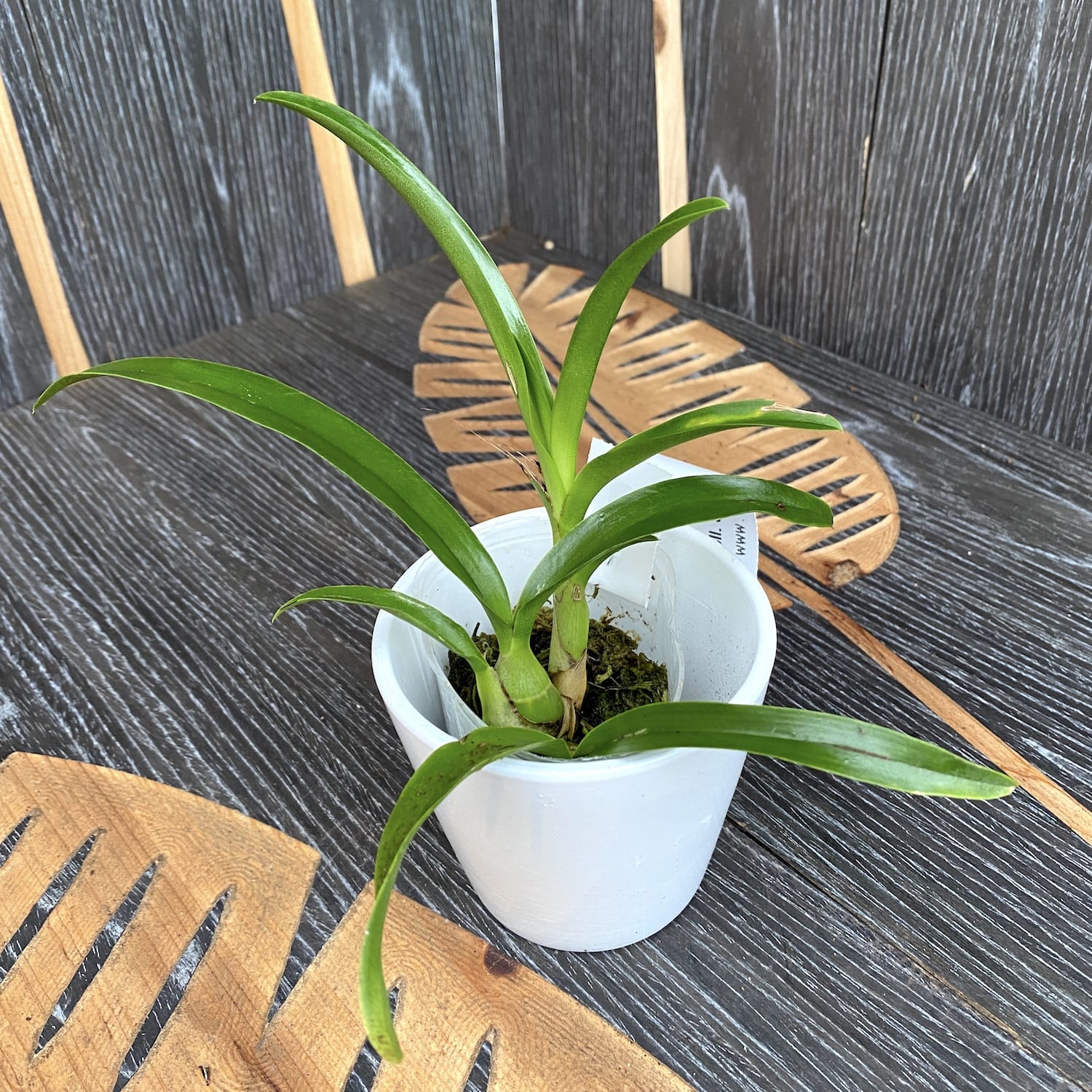 Caulaelia Snowflake 'Frosty'