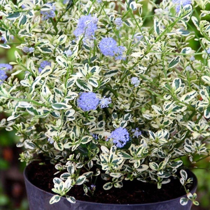 Liliac californian - Ceanothus impressus 'Cool Blue' (variegata)