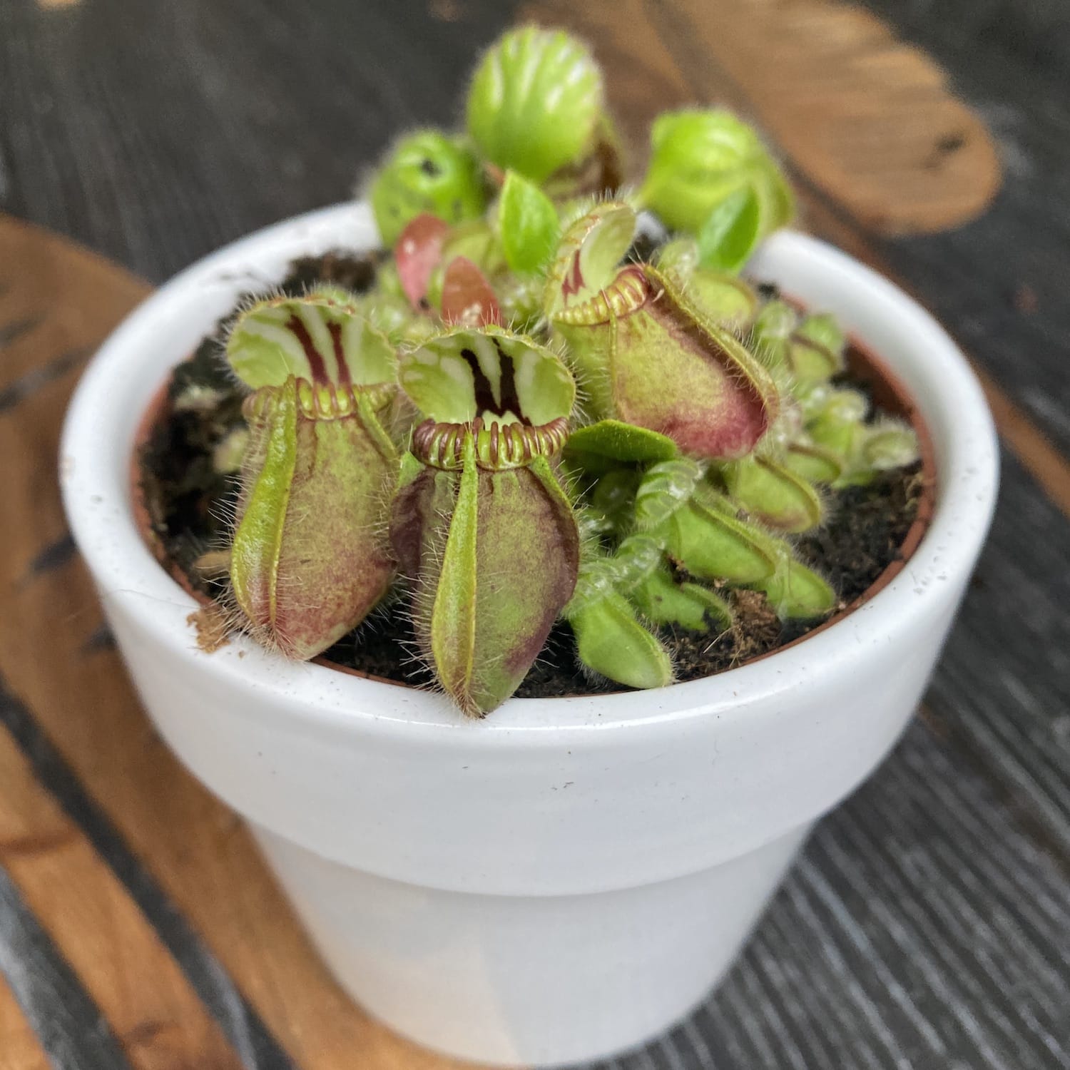 Cephalotus follicularis - planta carnivora