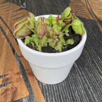 Cephalotus follicularis - fleischfressende Pflanze