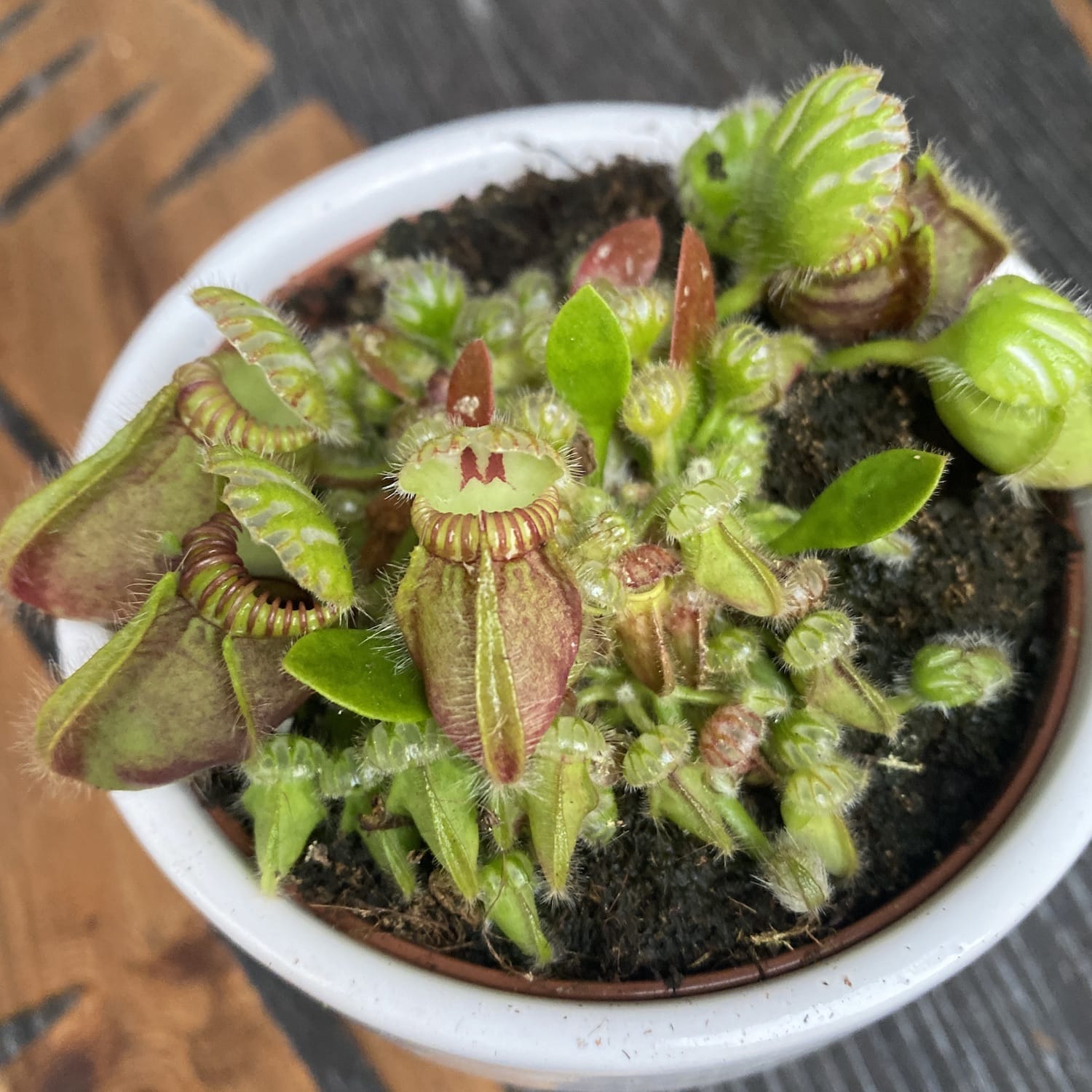 Cephalotus follicularis HMZ×SOHG Cephalotus follicularis - planta carnivora – Secret Garden