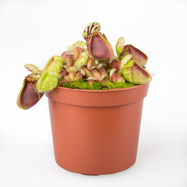 Cephalotus follicularis - fleischfressende Pflanze