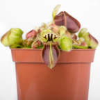 Cephalotus follicularis - fleischfressende Pflanze