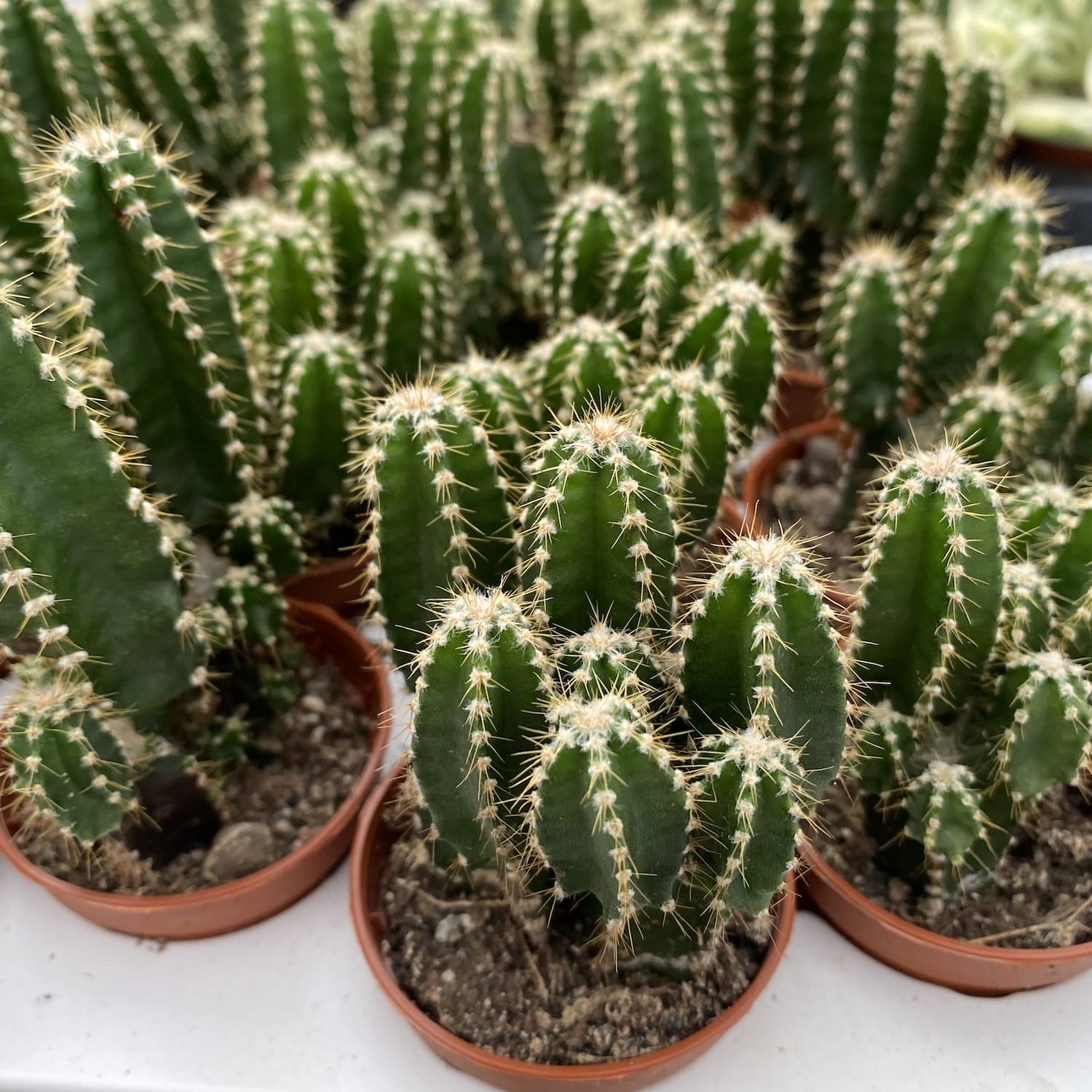 Cereus Peruvianus Florida