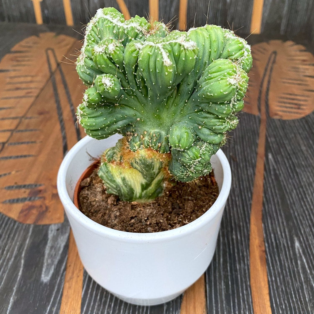 Cereus peruvianus var. monstruosus f. variegatus