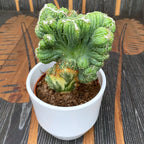 Cereus peruvianus var. monstruosus f. variegatus