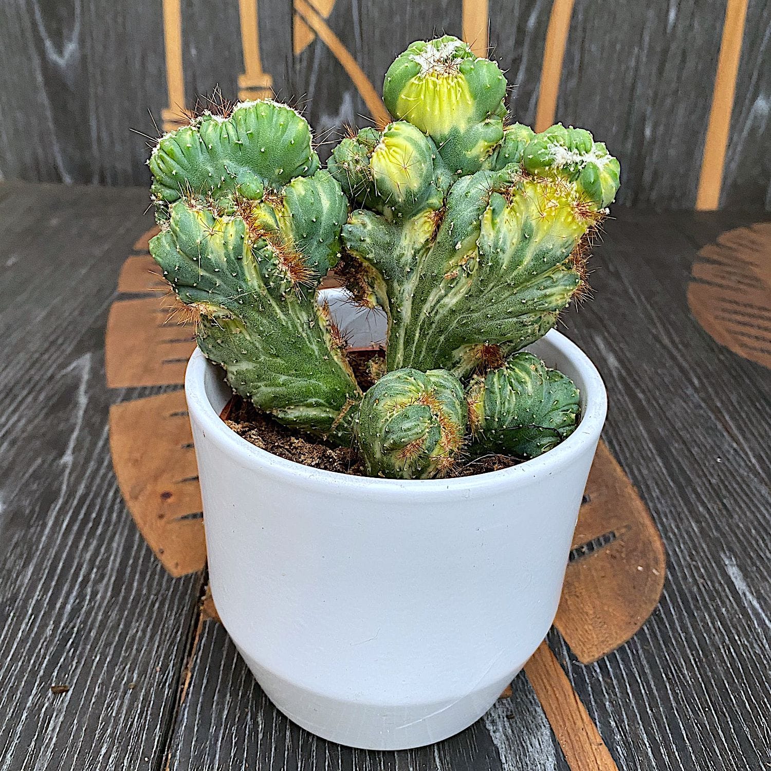 Cereus peruvianus var. monstruosus f. variegatus