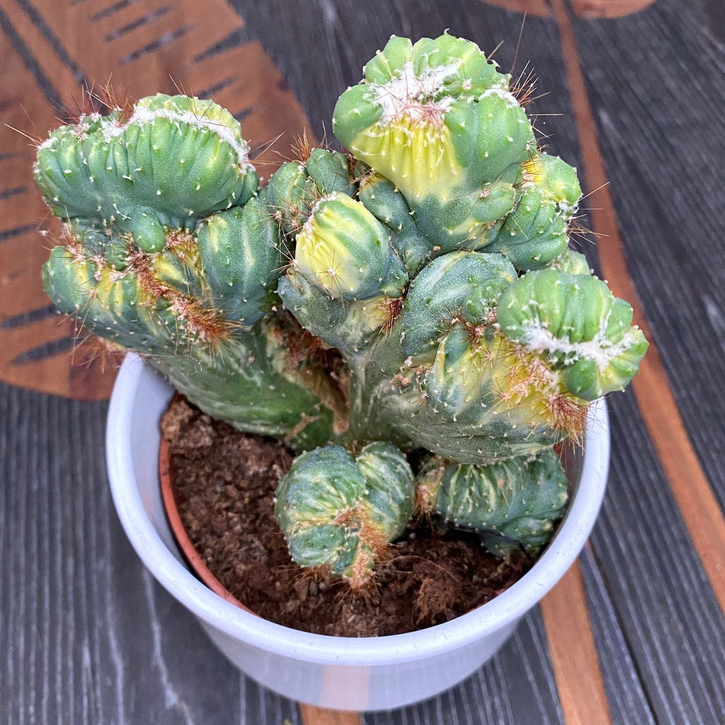 Cereus peruvianus var. monstruosus f. variegatus