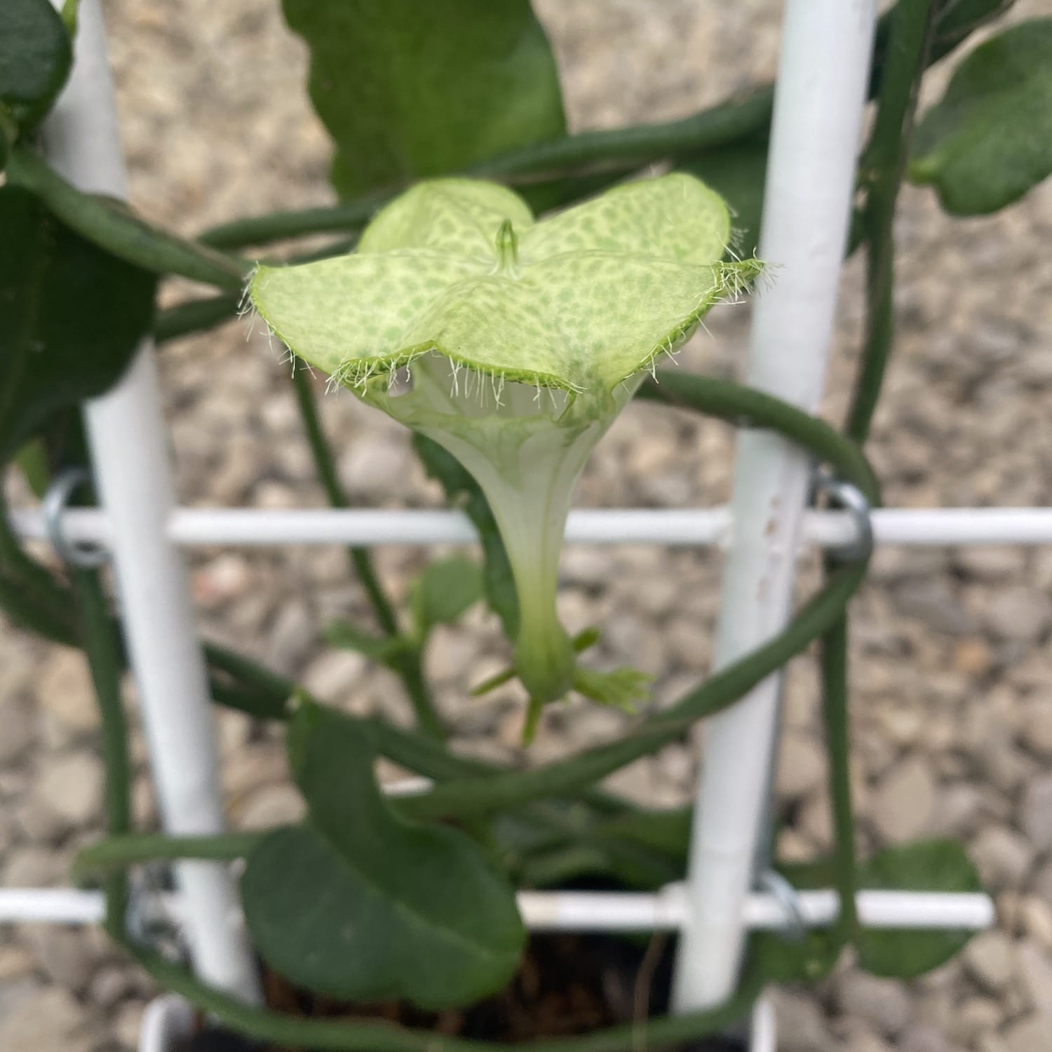 Ceropegia Sandersonii (floarea umbrela, floarea parasuta)