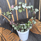 Ceropegia woodii - Catena dei cuori (String of hearts)