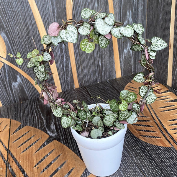 Ceropegia woodii - String of hearts