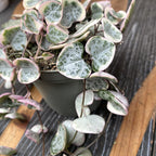 Ceropegia woodii 'Marlies' VARIEGATA (String of hearts)