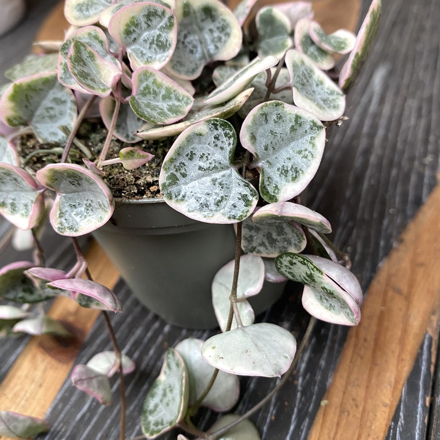 Ceropegia woodii 'Marlies' VARIEGATA (String of hearts)