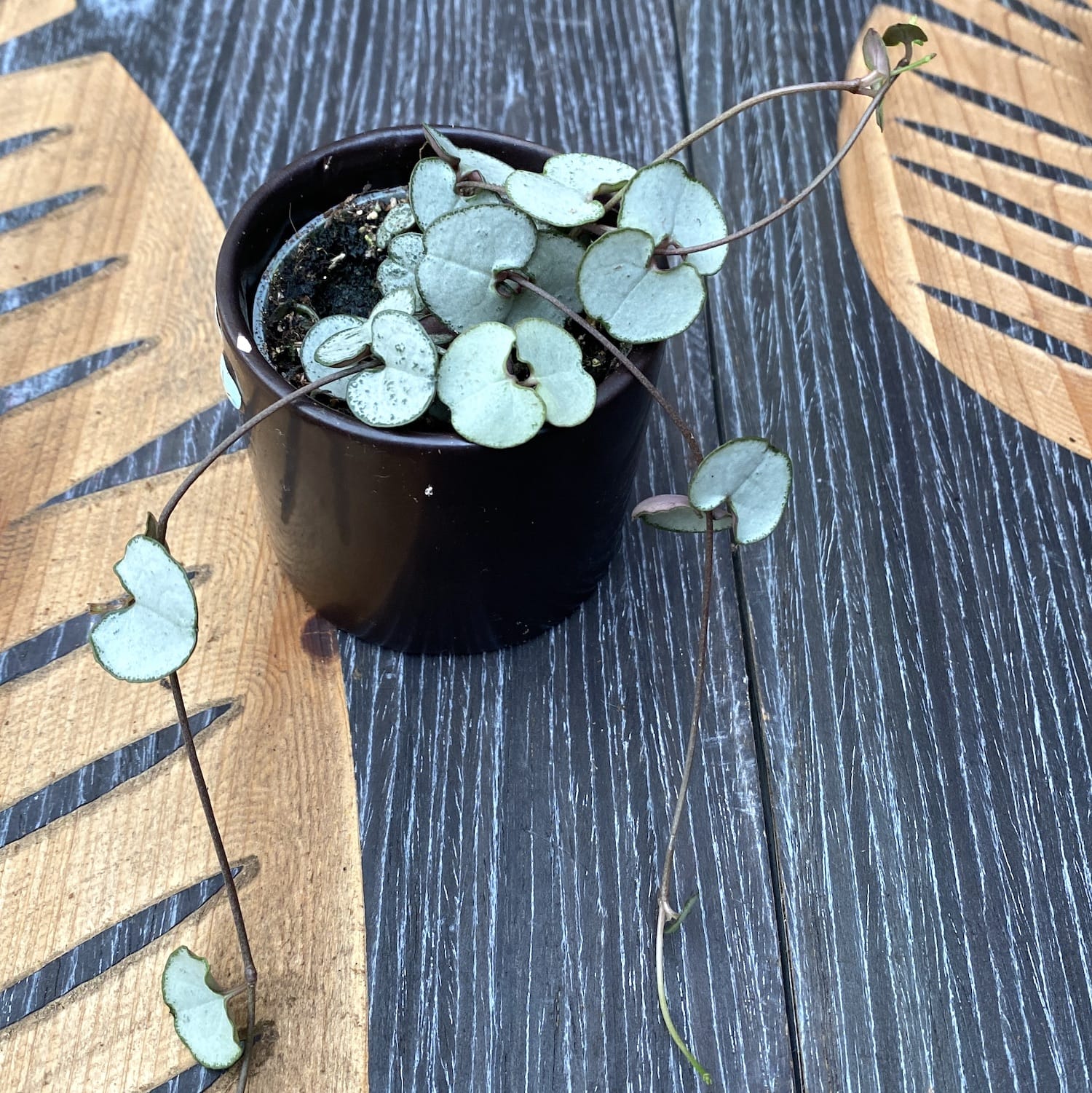 Ceropegia woodii 'Silver glory' (babyplant)