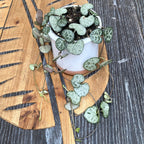 Ceropegia woodii (babyplant)