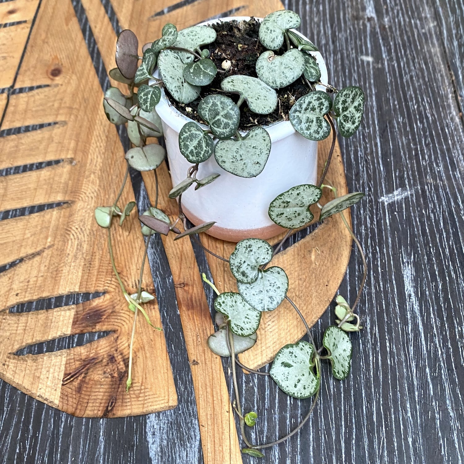 Ceropegia woodii (babyplant)