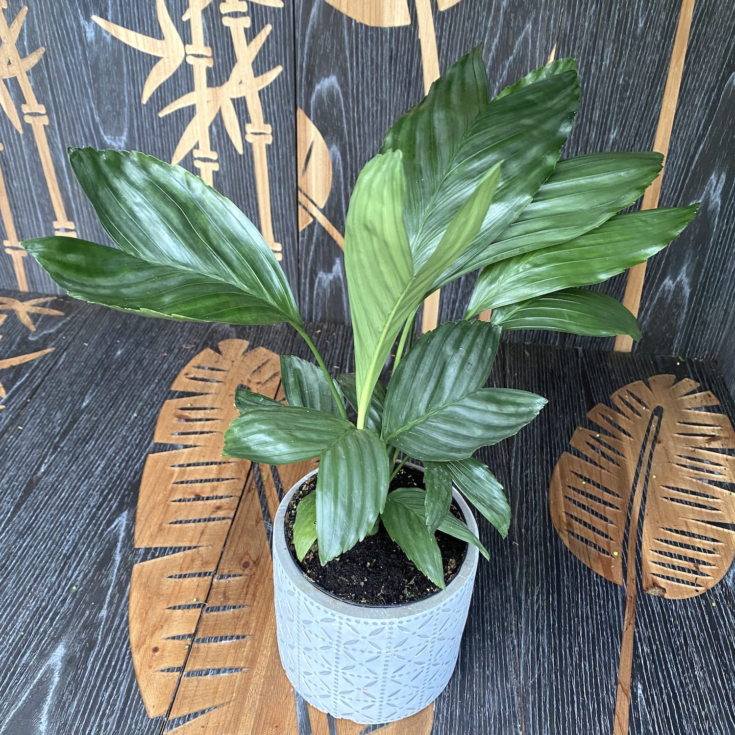 Chamaedorea Metallica (Metallic Fish Tail Palm Tree) 2pp