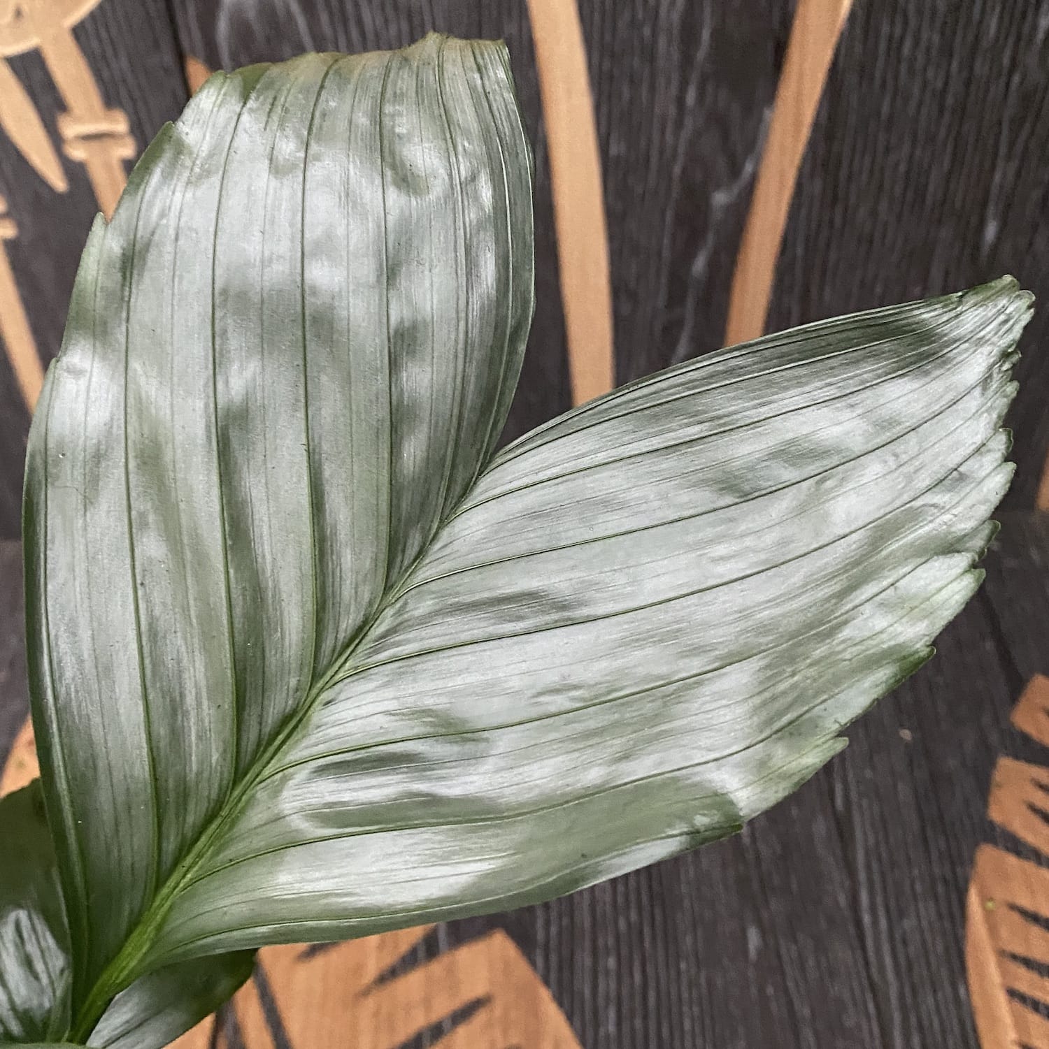 Chamaedorea Metallica (Metallic Fish Tail Palm Tree) 2pp