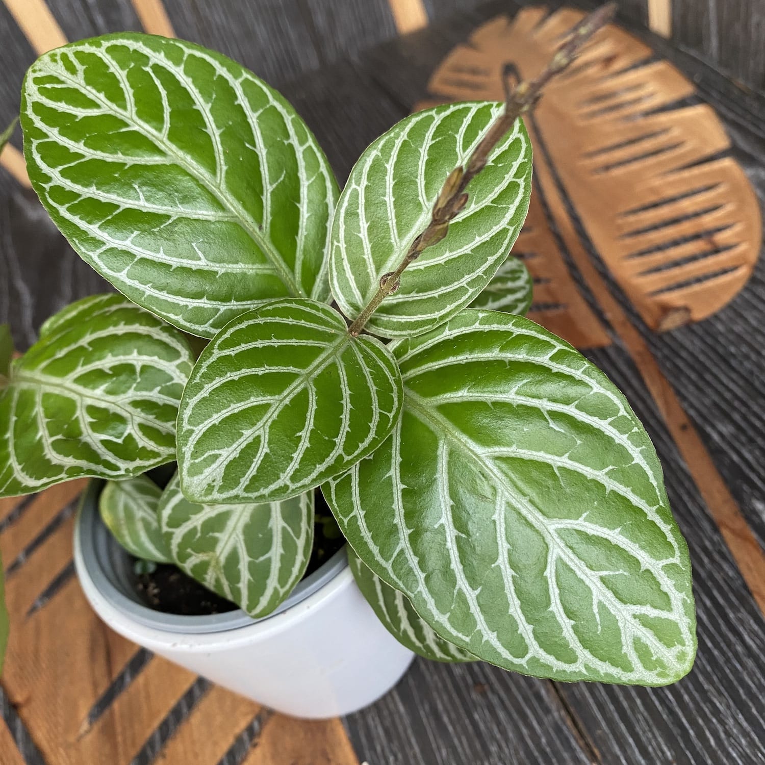 Chamaeranthemum Venosum