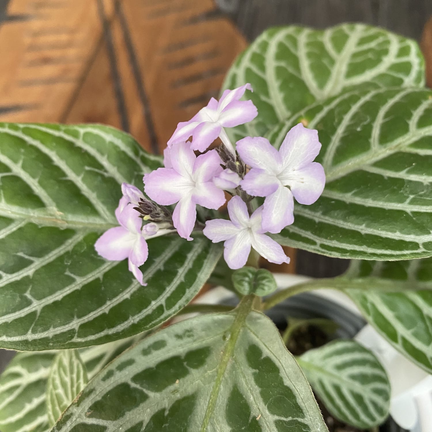 Chamaeranthemum Venosum