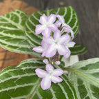 Chamaeranthemum venosum