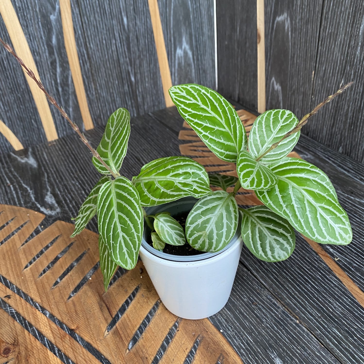 Chamaeranthemum Venosum