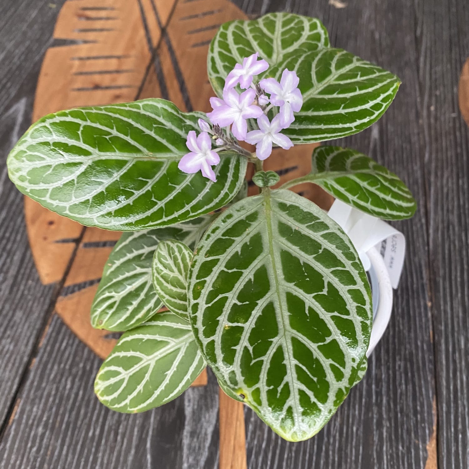 Chamaeranthemum Venosum