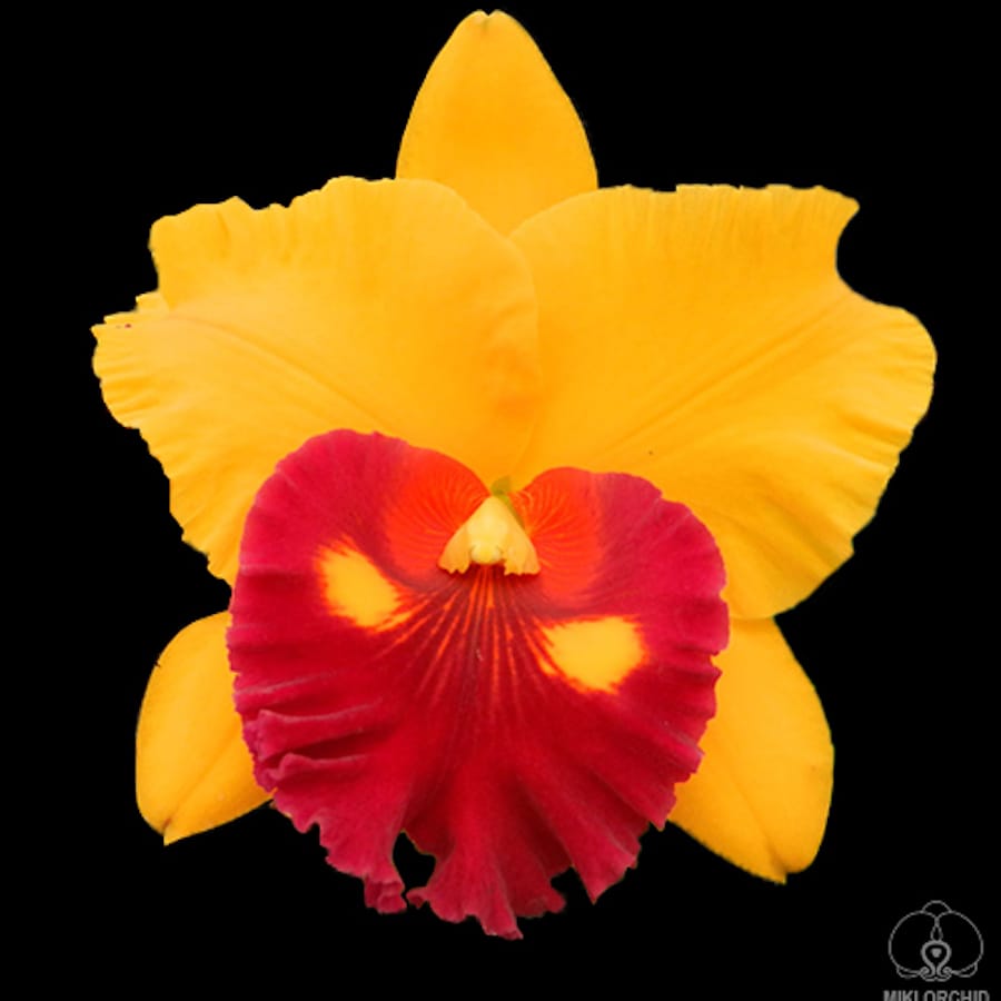 Rlc. Village Chief Topaz